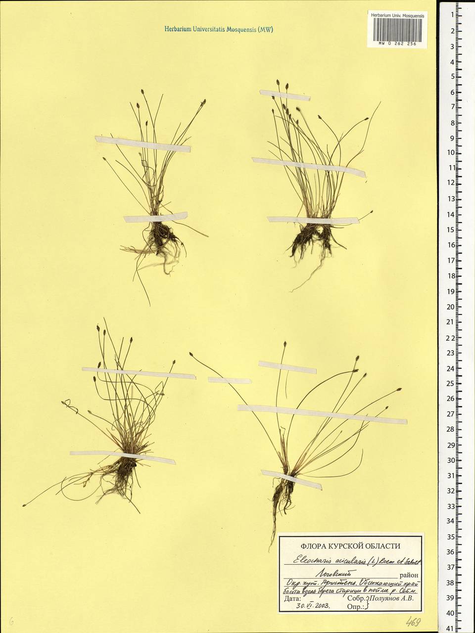 Eleocharis acicularis (L.) Roem. & Schult., Eastern Europe, Central forest-and-steppe region (E6) (Russia)