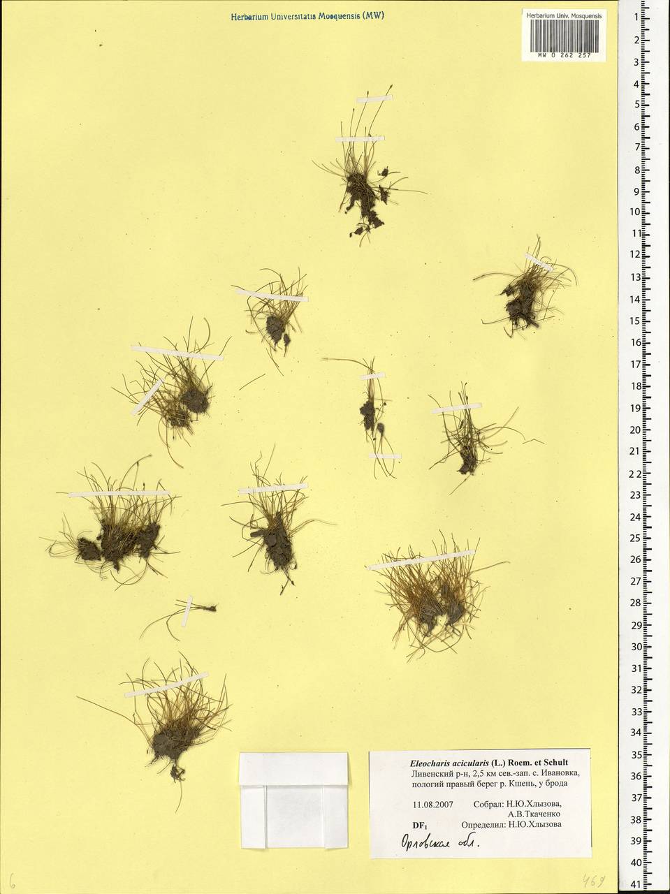 Eleocharis acicularis (L.) Roem. & Schult., Eastern Europe, Central forest-and-steppe region (E6) (Russia)