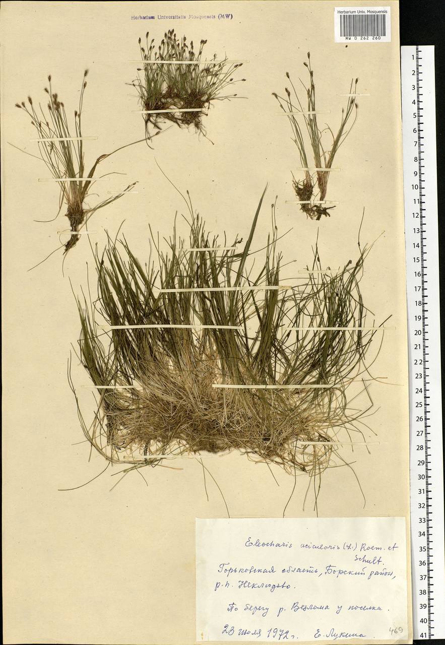 Eleocharis acicularis (L.) Roem. & Schult., Eastern Europe, Volga-Kama region (E7) (Russia)