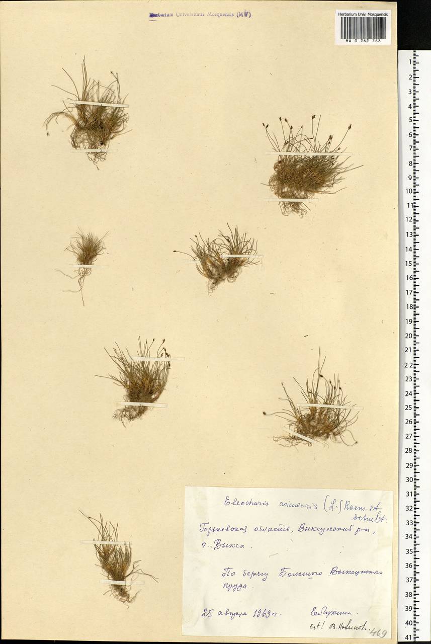 Eleocharis acicularis (L.) Roem. & Schult., Eastern Europe, Volga-Kama region (E7) (Russia)