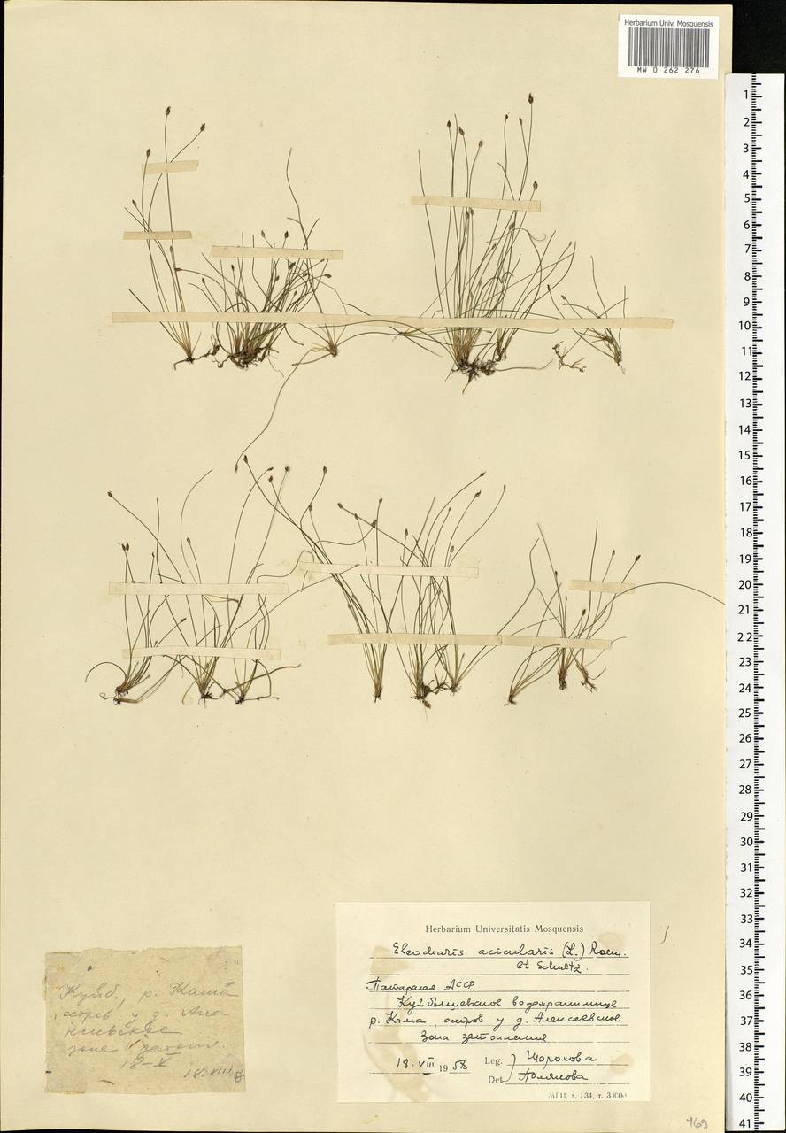 Eleocharis acicularis (L.) Roem. & Schult., Eastern Europe, Middle Volga region (E8) (Russia)