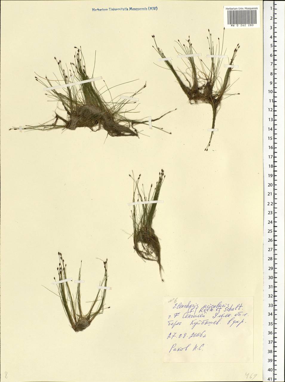 Eleocharis acicularis (L.) Roem. & Schult., Eastern Europe, Middle Volga region (E8) (Russia)