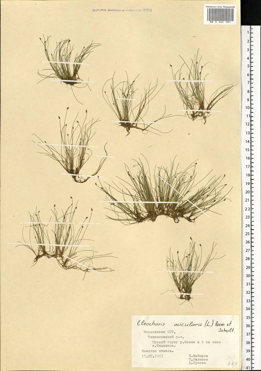 Eleocharis acicularis (L.) Roem. & Schult., Eastern Europe, Middle Volga region (E8) (Russia)