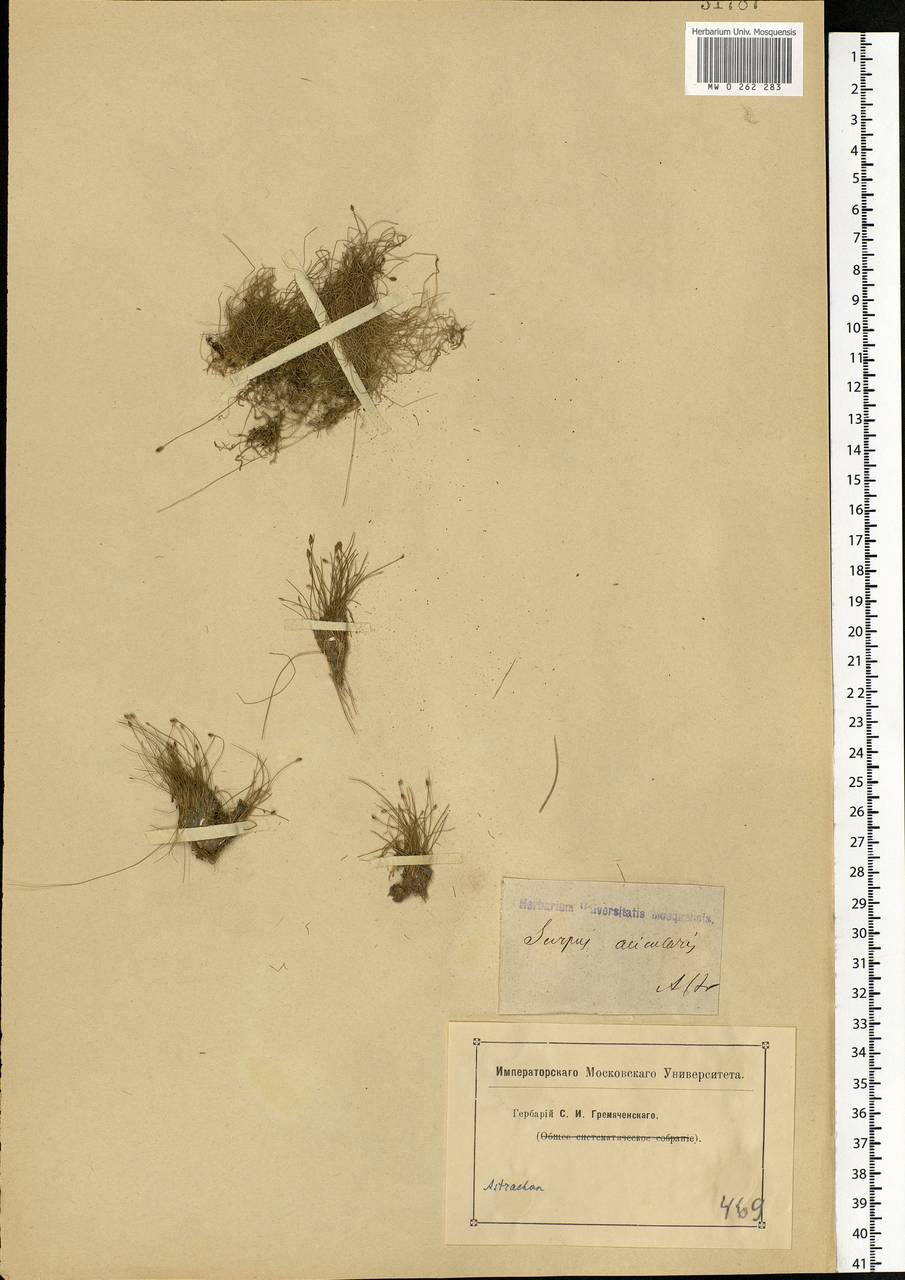 Eleocharis acicularis (L.) Roem. & Schult., Eastern Europe, Lower Volga region (E9) (Russia)