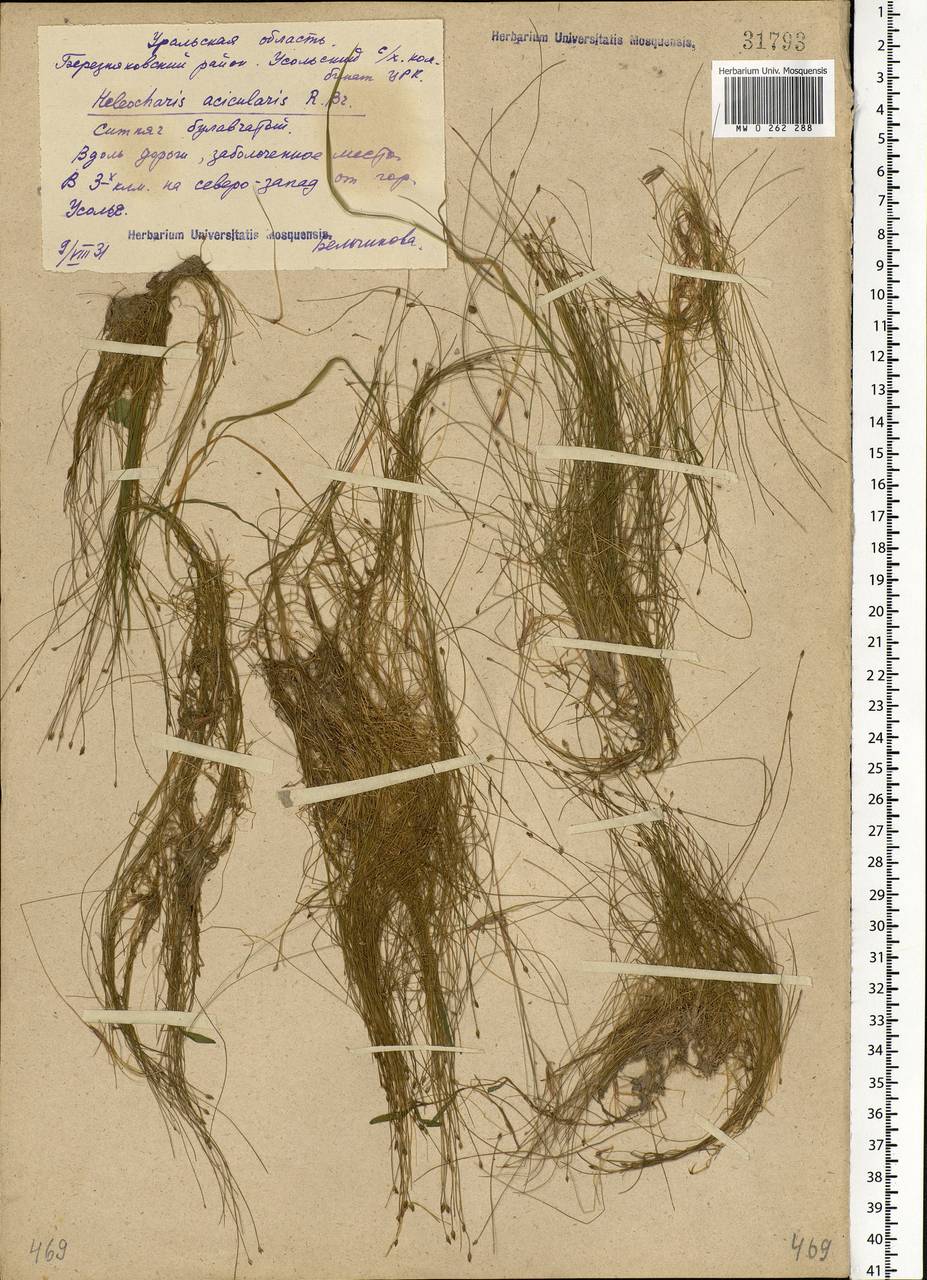 Eleocharis acicularis (L.) Roem. & Schult., Eastern Europe, Eastern region (E10) (Russia)