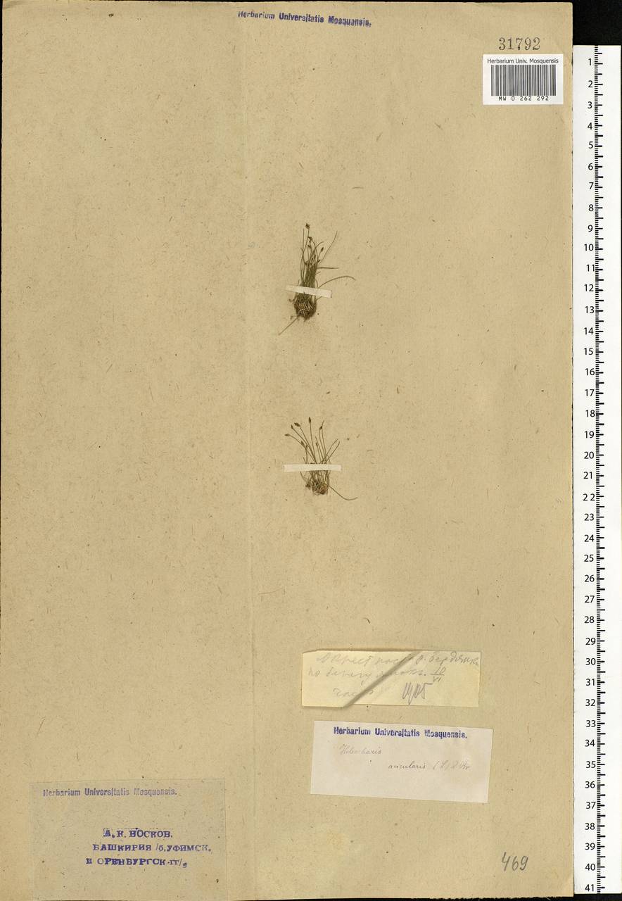 Eleocharis acicularis (L.) Roem. & Schult., Eastern Europe, Eastern region (E10) (Russia)