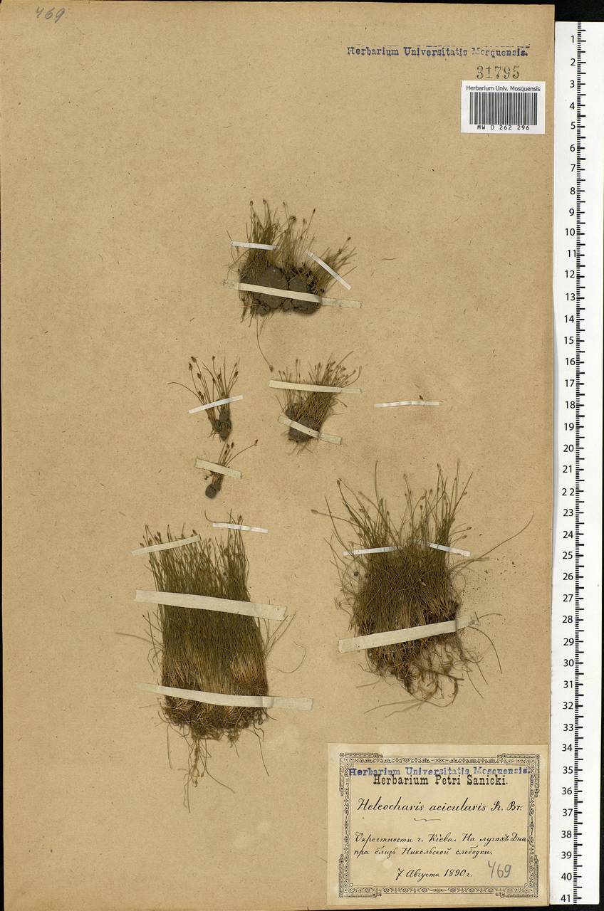 Eleocharis acicularis (L.) Roem. & Schult., Eastern Europe, North Ukrainian region (E11) (Ukraine)