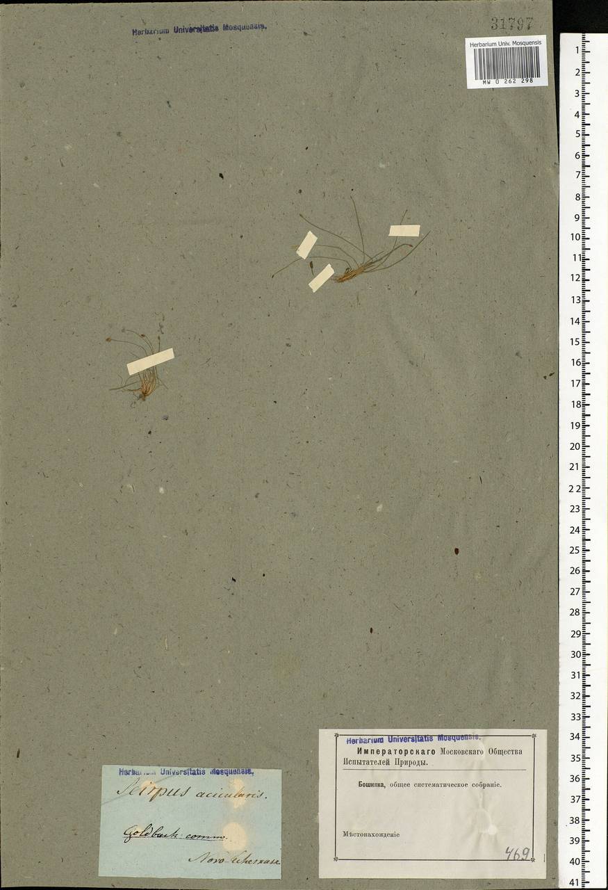 Eleocharis acicularis (L.) Roem. & Schult., Eastern Europe, Rostov Oblast (E12a) (Russia)