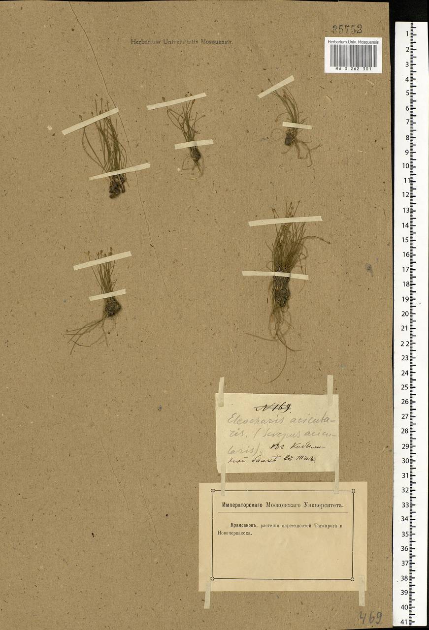 Eleocharis acicularis (L.) Roem. & Schult., Eastern Europe, Rostov Oblast (E12a) (Russia)