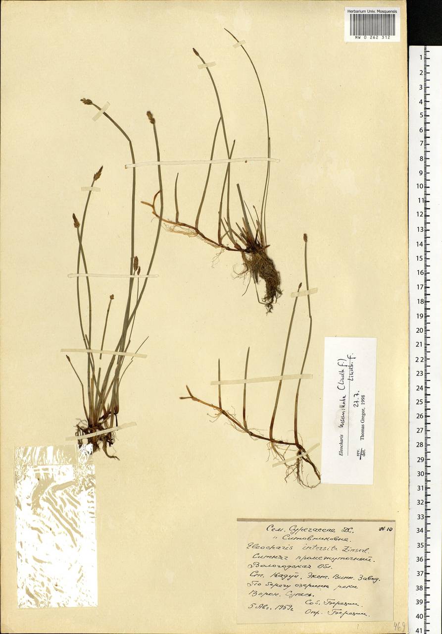 Eleocharis mamillata (H.Lindb.) H.Lindb., Eastern Europe, Northern region (E1) (Russia)