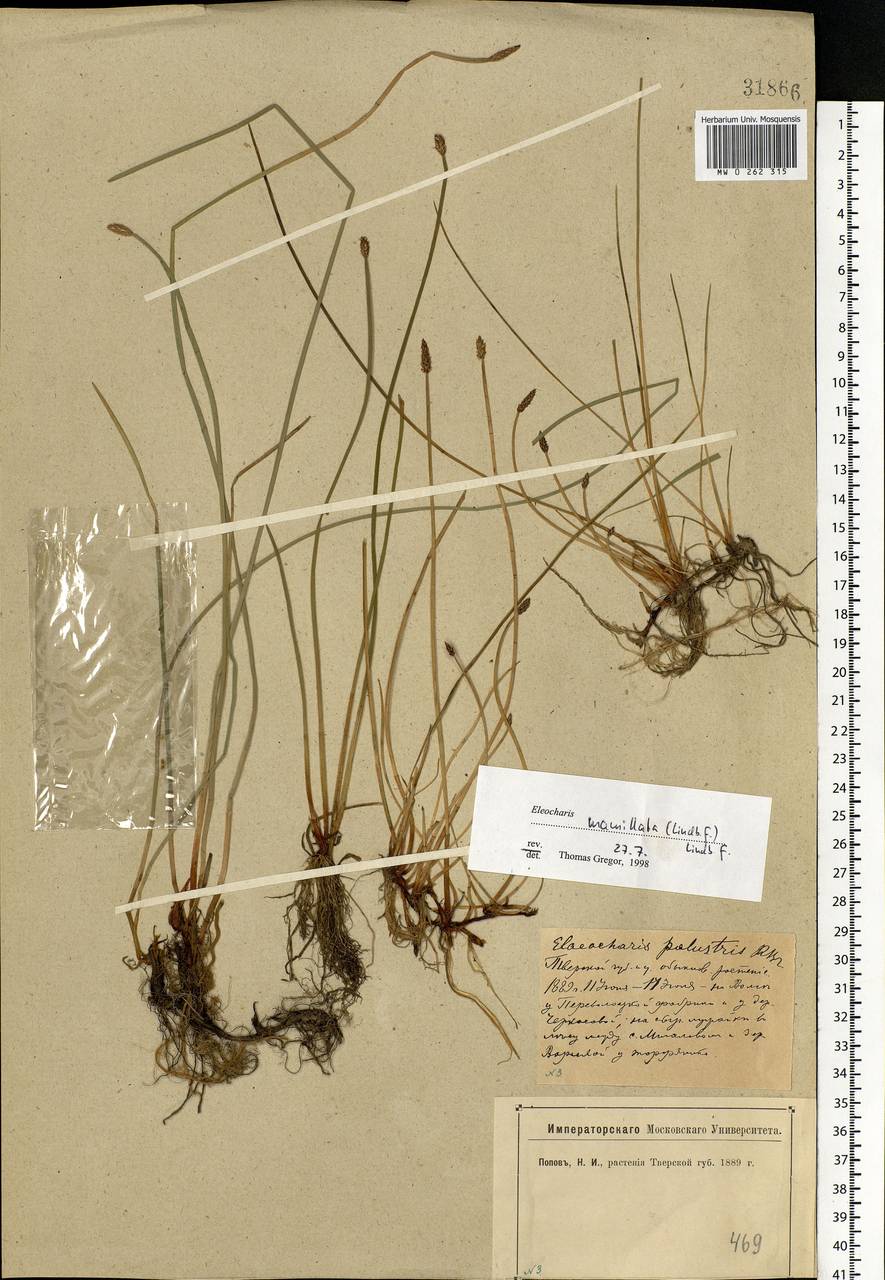 Eleocharis mamillata (H.Lindb.) H.Lindb., Eastern Europe, North-Western region (E2) (Russia)