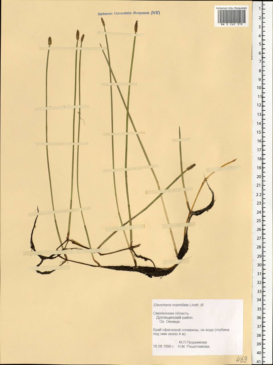 Eleocharis mamillata (H.Lindb.) H.Lindb., Eastern Europe, Western region (E3) (Russia)