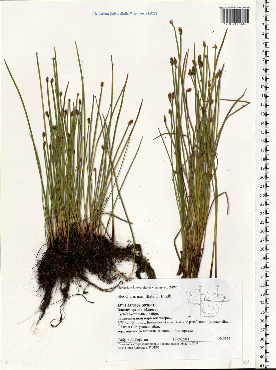 Eleocharis mamillata (H.Lindb.) H.Lindb., Eastern Europe, Central region (E4) (Russia)