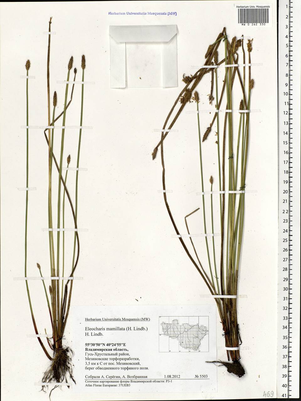 Eleocharis mamillata (H.Lindb.) H.Lindb., Eastern Europe, Central region (E4) (Russia)