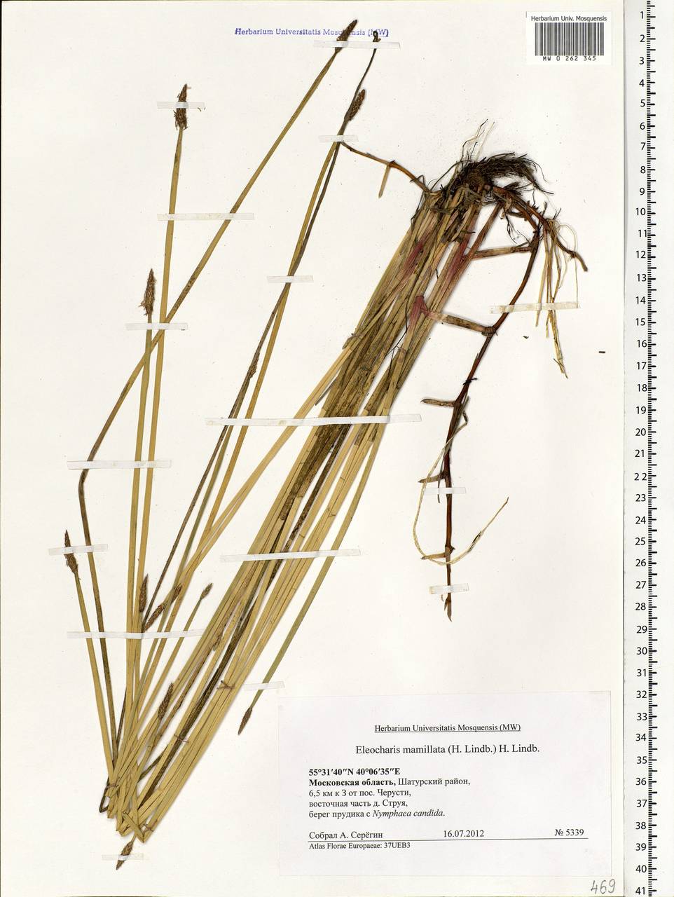 Eleocharis mamillata (H.Lindb.) H.Lindb., Eastern Europe, Moscow region (E4a) (Russia)