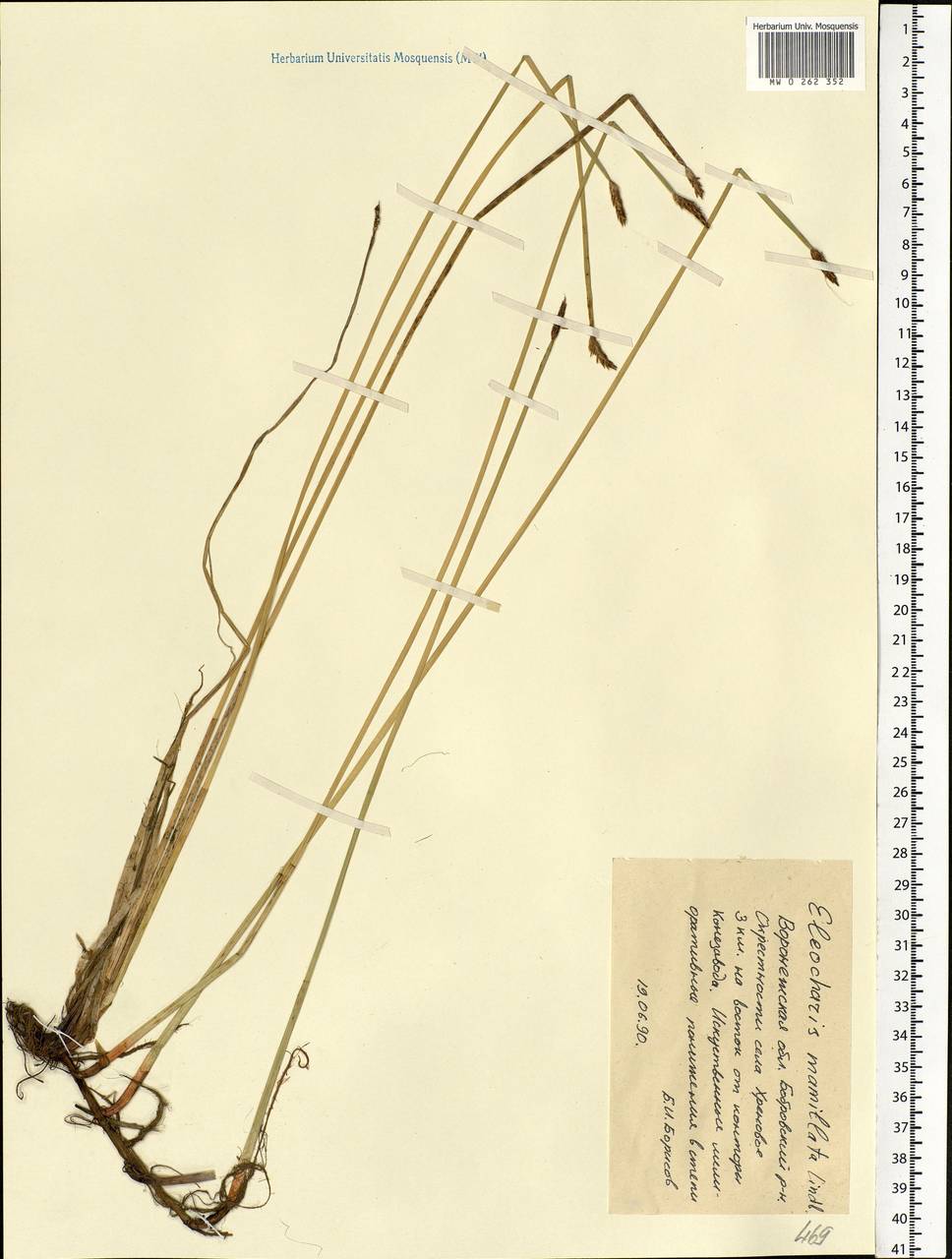 Eleocharis mamillata (H.Lindb.) H.Lindb., Eastern Europe, Central forest-and-steppe region (E6) (Russia)