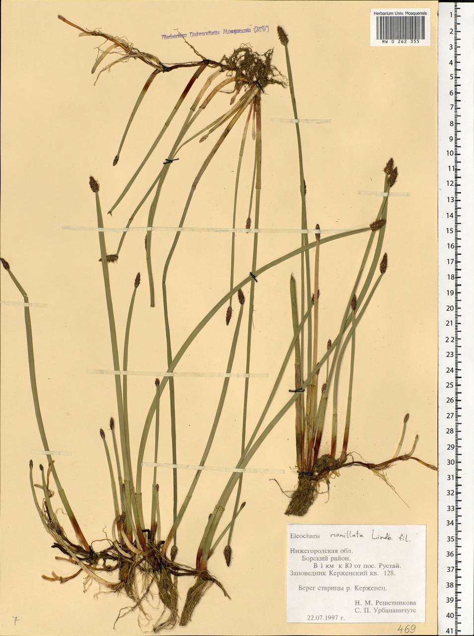 Eleocharis mamillata (H.Lindb.) H.Lindb., Eastern Europe, Volga-Kama region (E7) (Russia)