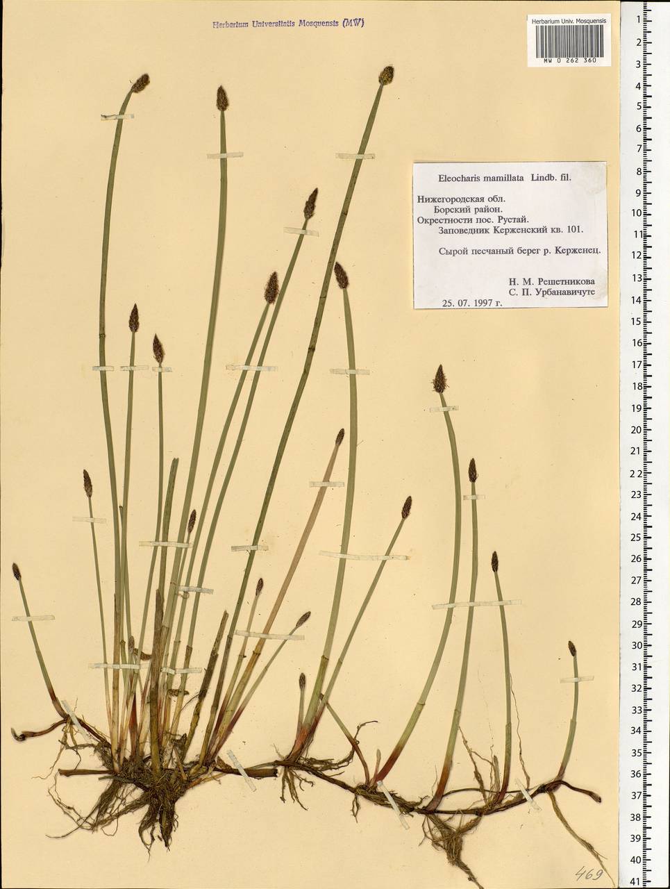 Eleocharis mamillata (H.Lindb.) H.Lindb., Eastern Europe, Volga-Kama region (E7) (Russia)