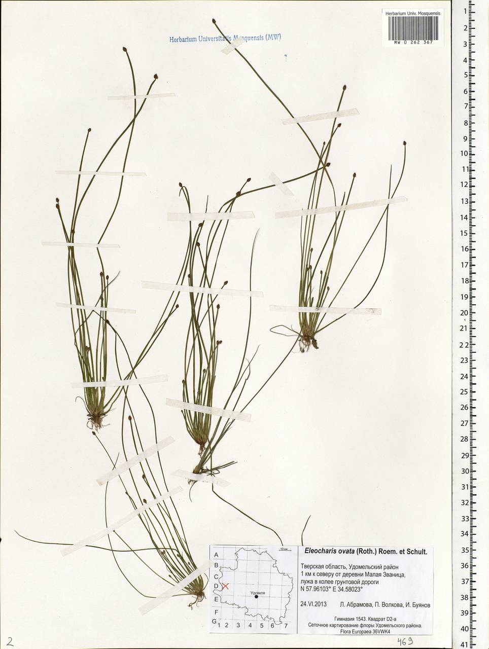 Eleocharis ovata (Roth) Roem. & Schult., Eastern Europe, North-Western region (E2) (Russia)