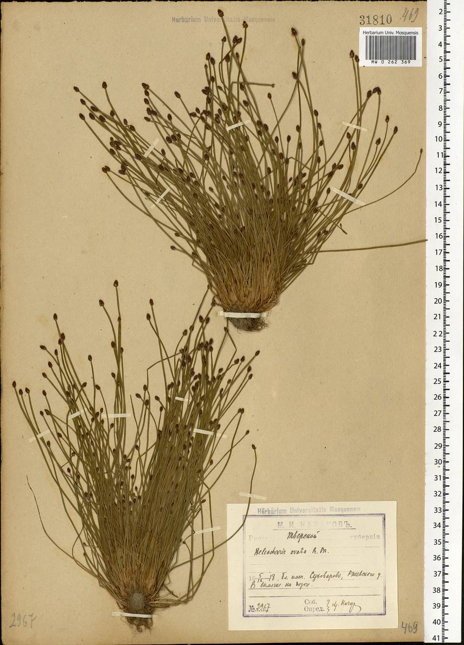 Eleocharis ovata (Roth) Roem. & Schult., Eastern Europe, North-Western region (E2) (Russia)