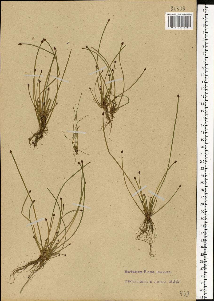 Eleocharis ovata (Roth) Roem. & Schult., Eastern Europe, North-Western region (E2) (Russia)