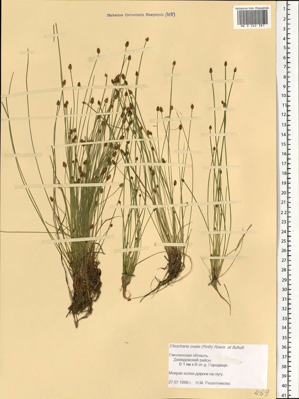 Eleocharis ovata (Roth) Roem. & Schult., Eastern Europe, Western region (E3) (Russia)