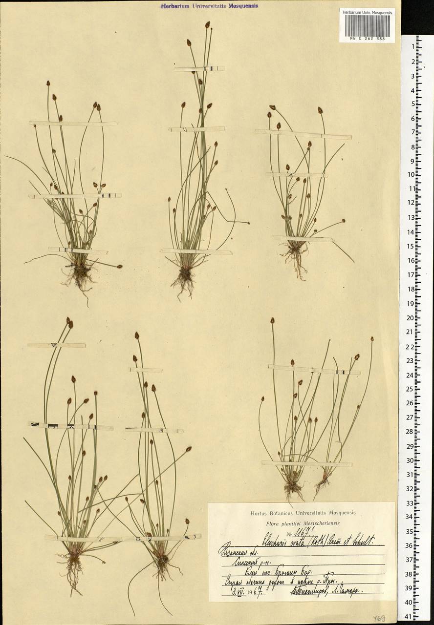 Eleocharis ovata (Roth) Roem. & Schult., Eastern Europe, Central region (E4) (Russia)