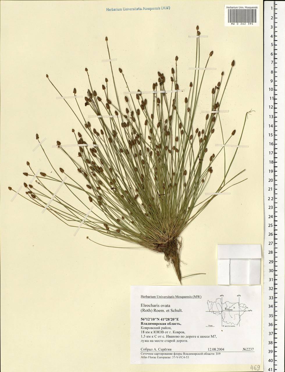 Eleocharis ovata (Roth) Roem. & Schult., Eastern Europe, Central region (E4) (Russia)