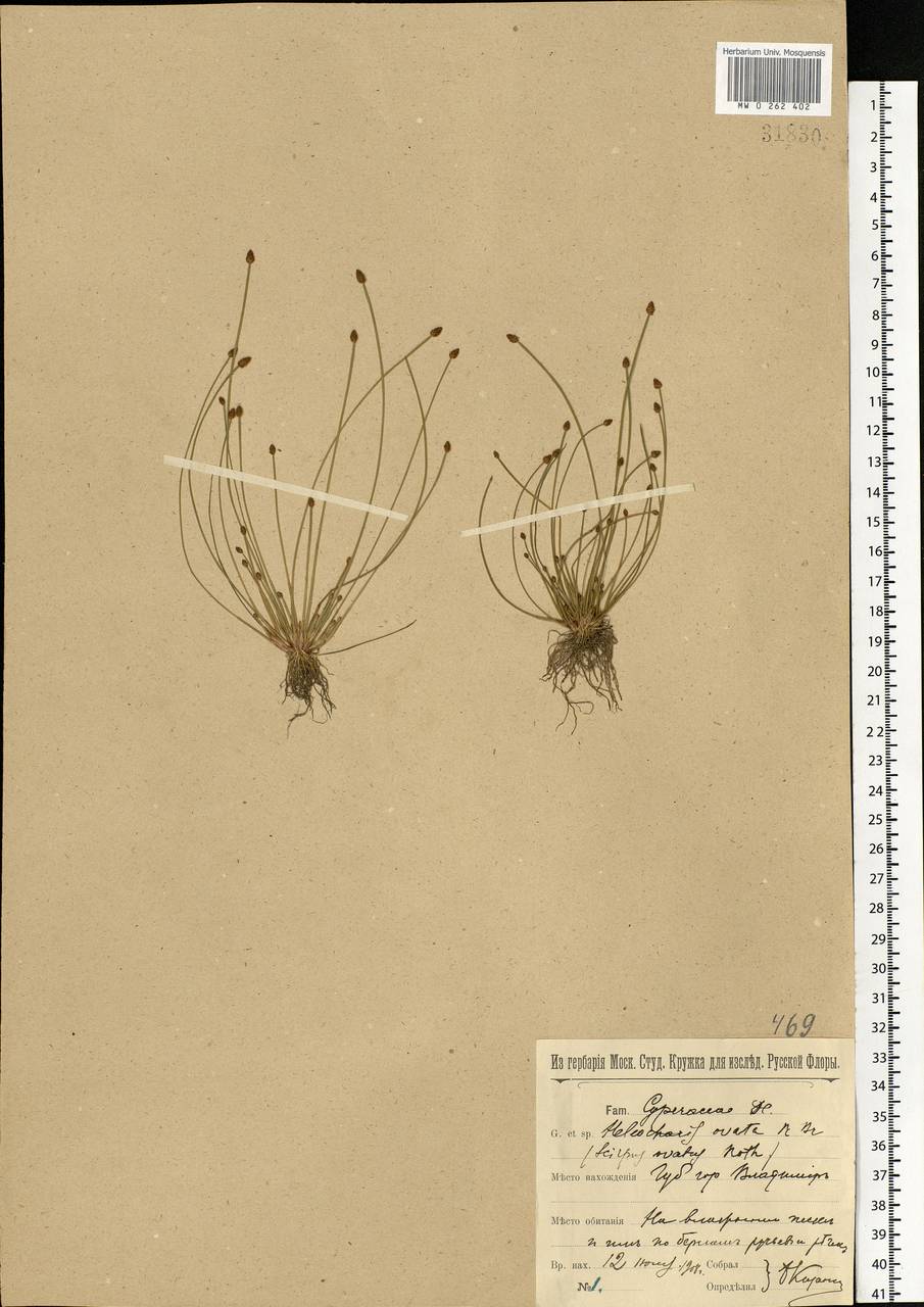 Eleocharis ovata (Roth) Roem. & Schult., Eastern Europe, Central region (E4) (Russia)