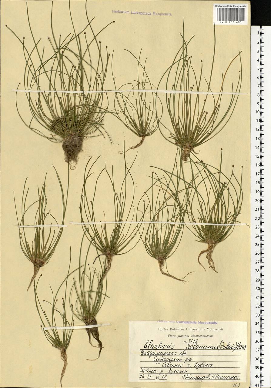 Eleocharis ovata (Roth) Roem. & Schult., Eastern Europe, Central region (E4) (Russia)