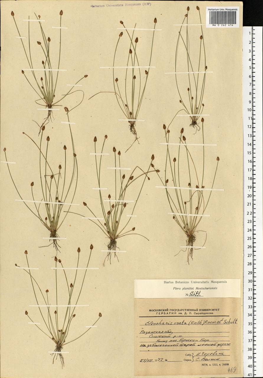 Eleocharis ovata (Roth) Roem. & Schult., Eastern Europe, Central region (E4) (Russia)