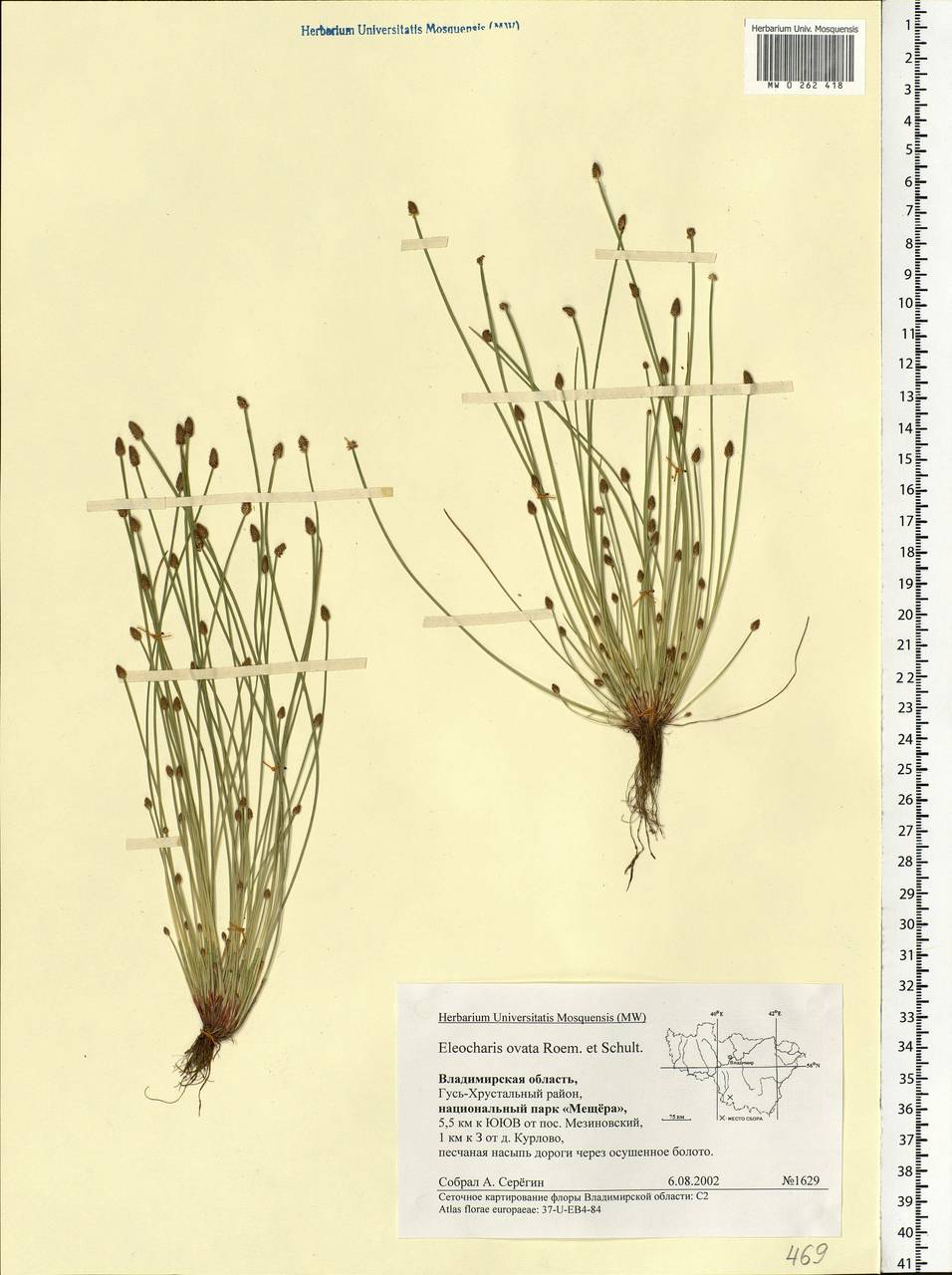 Eleocharis ovata (Roth) Roem. & Schult., Eastern Europe, Central region (E4) (Russia)