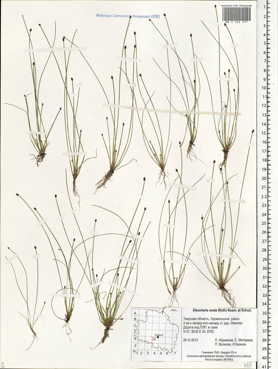 Eleocharis ovata (Roth) Roem. & Schult., Eastern Europe, North-Western region (E2) (Russia)
