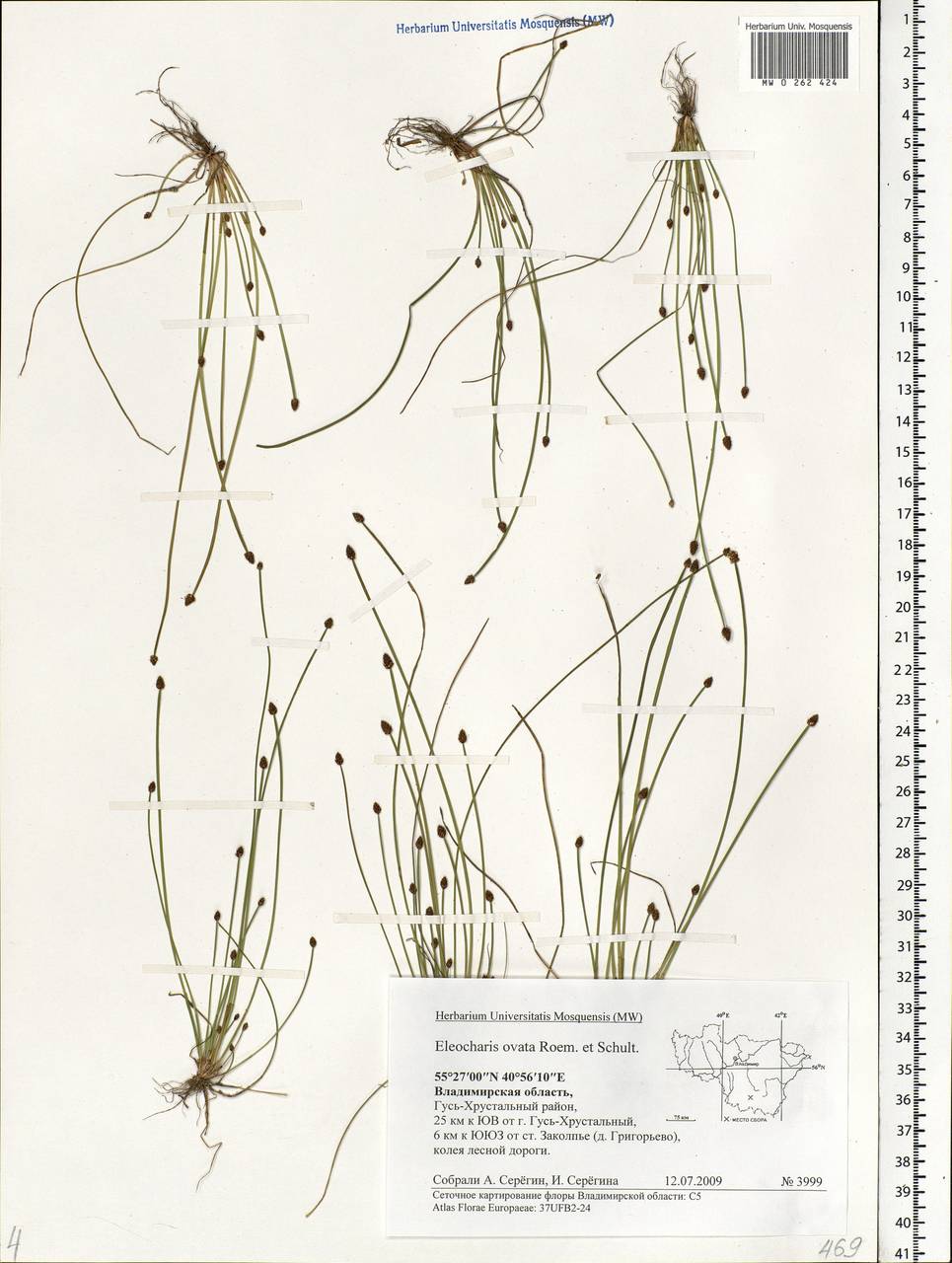 Eleocharis ovata (Roth) Roem. & Schult., Eastern Europe, Central region (E4) (Russia)
