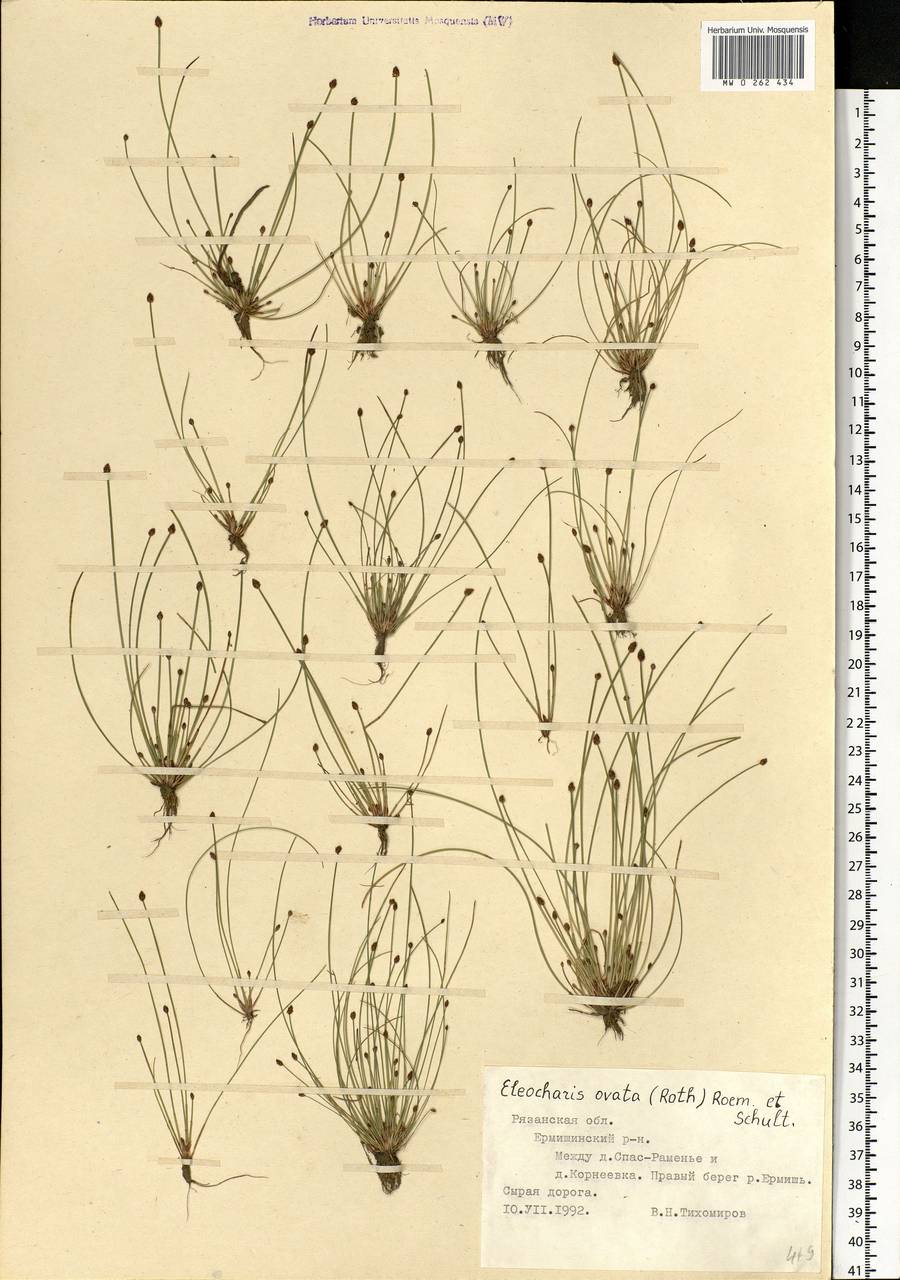 Eleocharis ovata (Roth) Roem. & Schult., Eastern Europe, Central region (E4) (Russia)