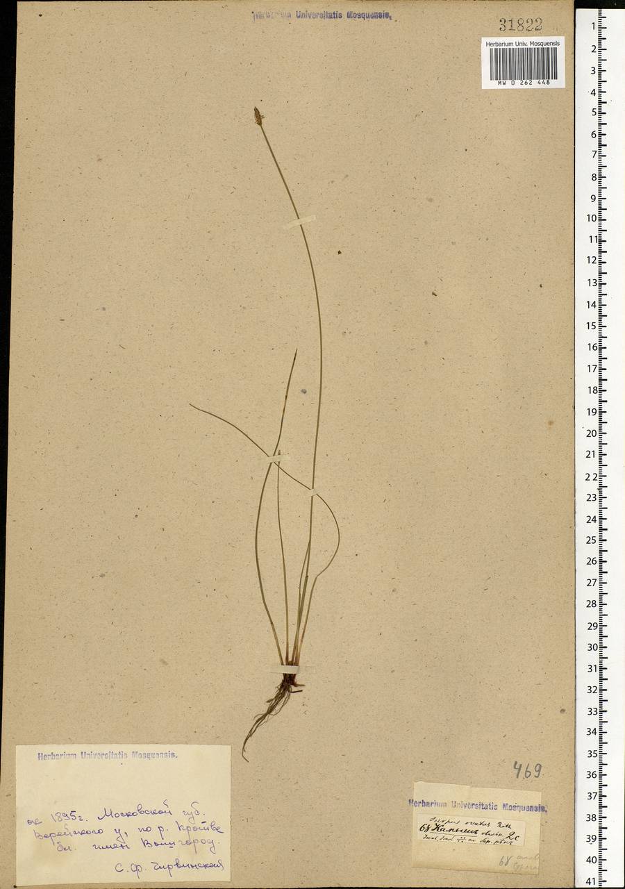 Eleocharis ovata (Roth) Roem. & Schult., Eastern Europe, Moscow region (E4a) (Russia)