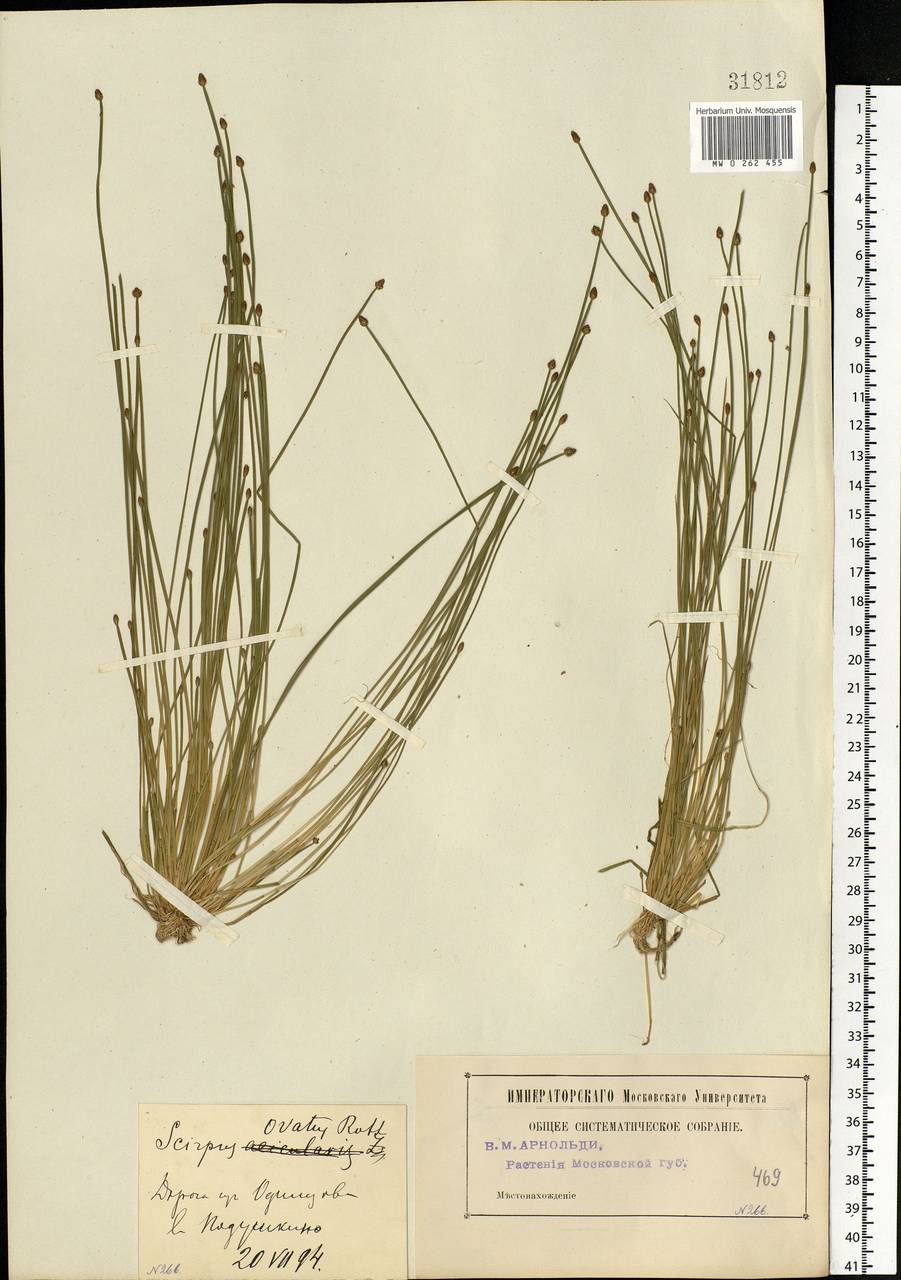 Eleocharis ovata (Roth) Roem. & Schult., Eastern Europe, Moscow region (E4a) (Russia)