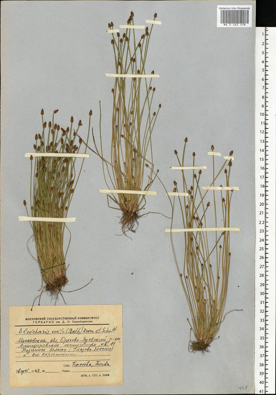 Eleocharis ovata (Roth) Roem. & Schult., Eastern Europe, Moscow region (E4a) (Russia)