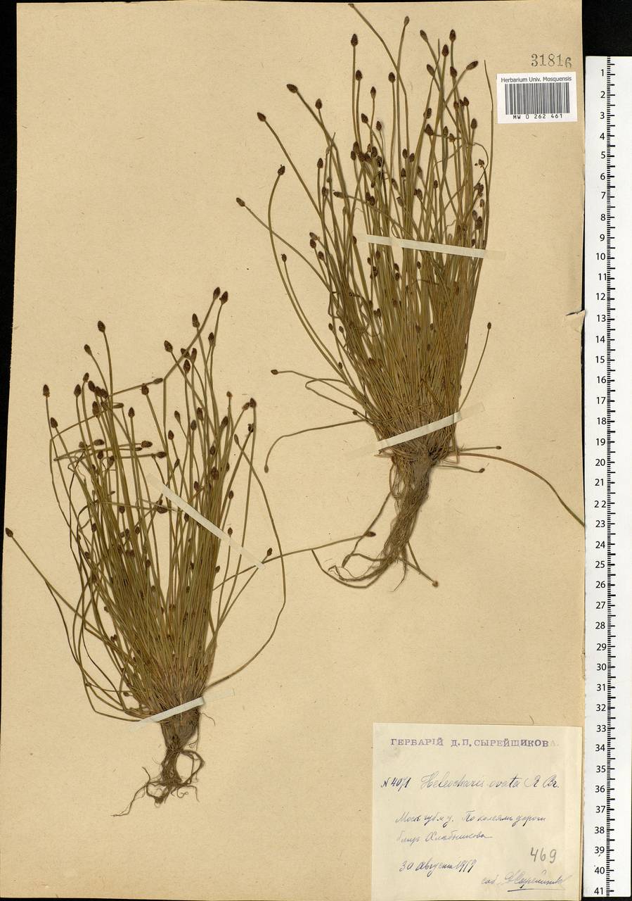 Eleocharis ovata (Roth) Roem. & Schult., Eastern Europe, Moscow region (E4a) (Russia)