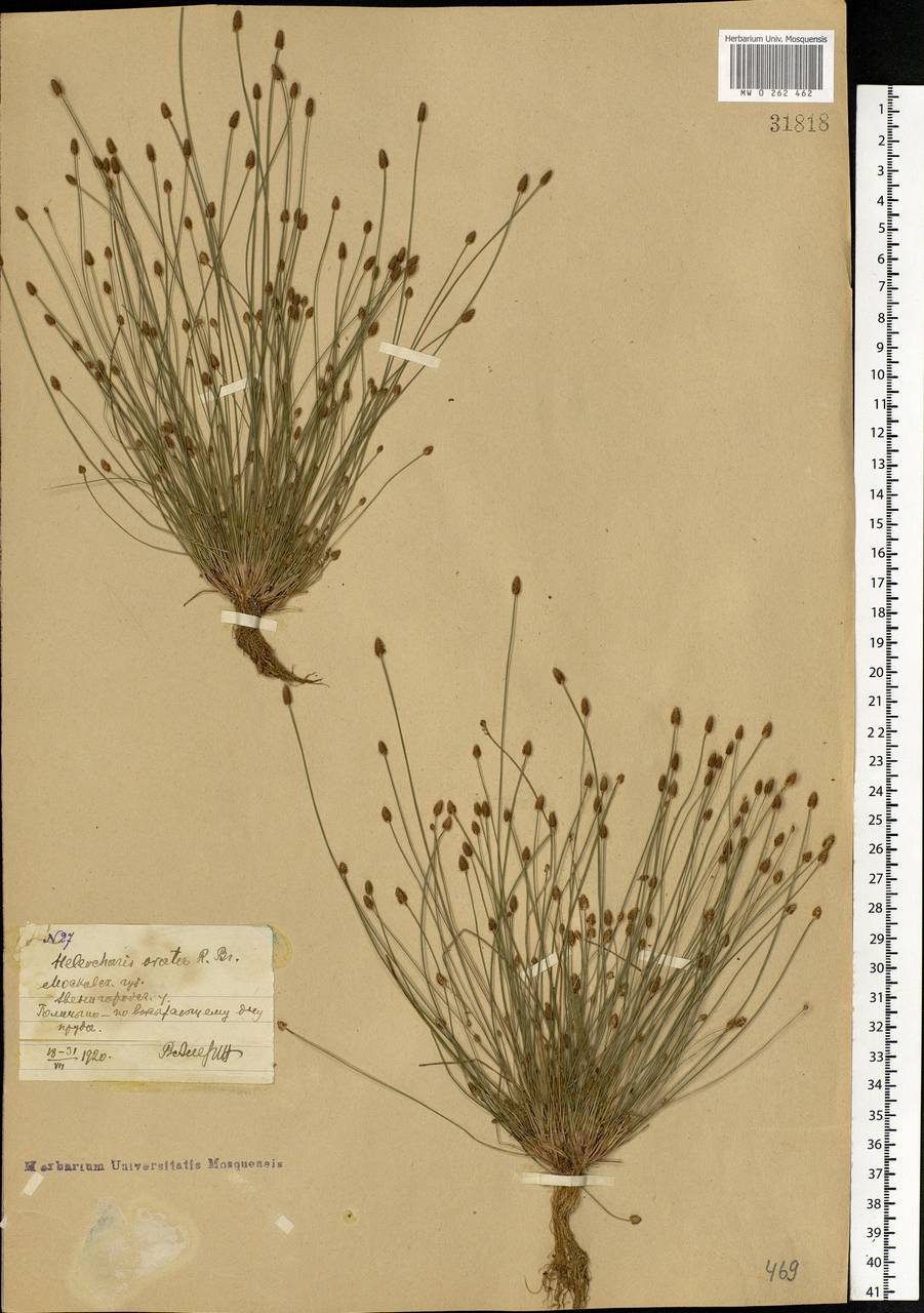 Eleocharis ovata (Roth) Roem. & Schult., Eastern Europe, Moscow region (E4a) (Russia)