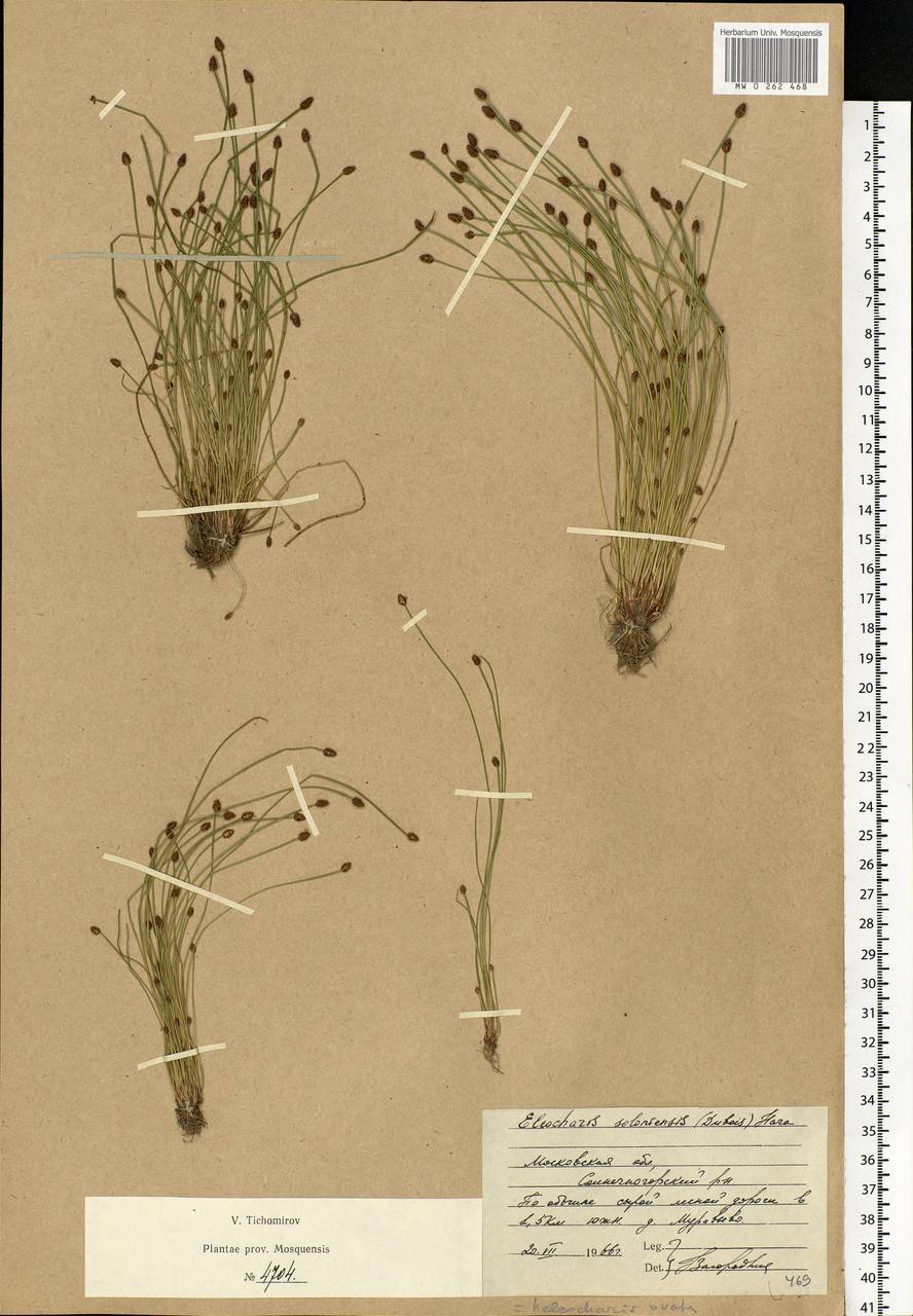 Eleocharis ovata (Roth) Roem. & Schult., Eastern Europe, Moscow region (E4a) (Russia)