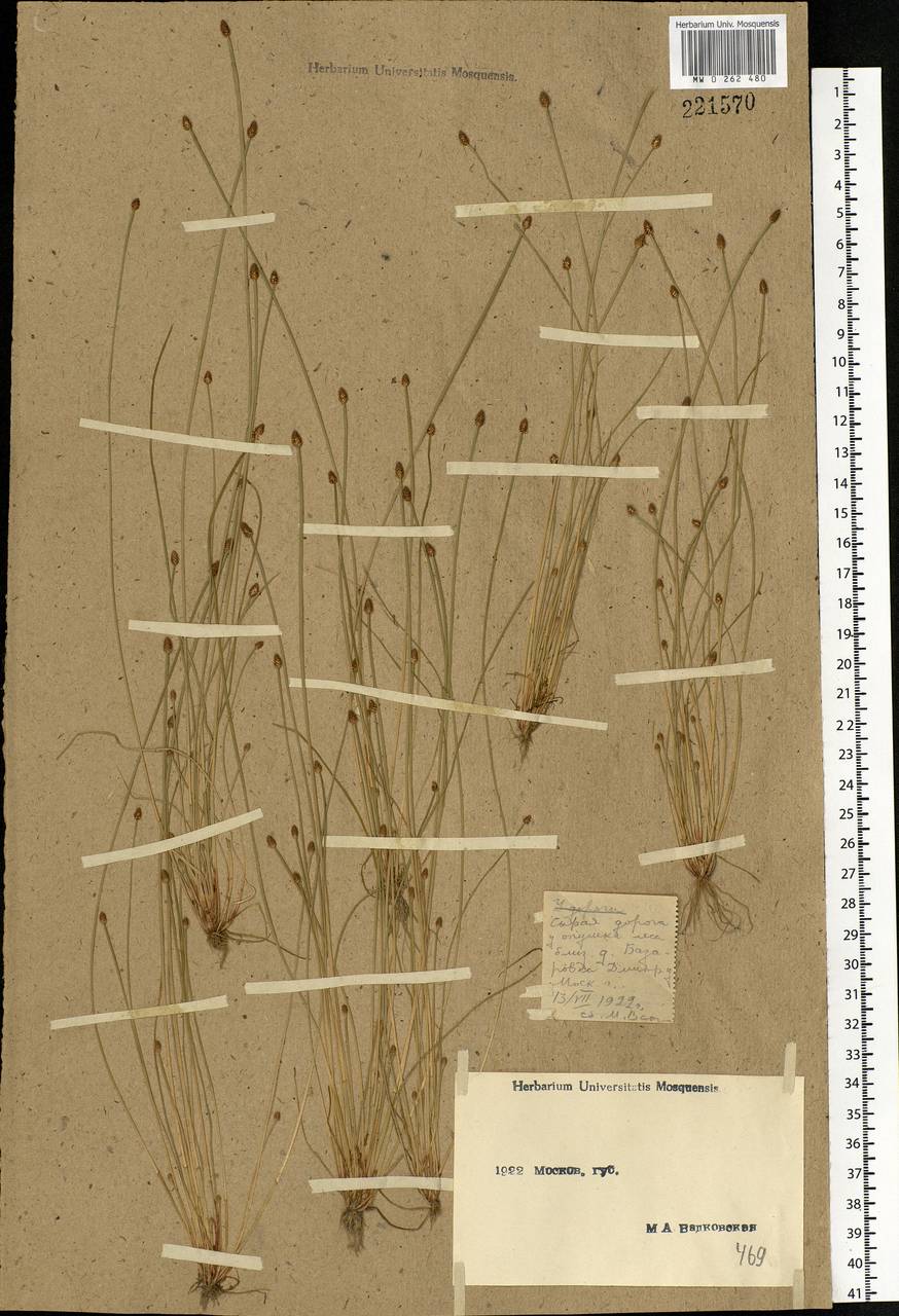 Eleocharis ovata (Roth) Roem. & Schult., Eastern Europe, Moscow region (E4a) (Russia)