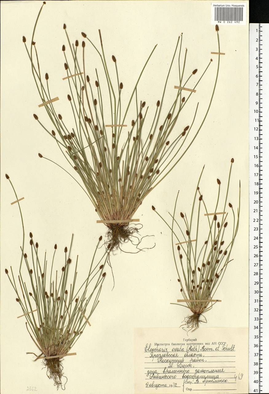 Eleocharis ovata (Roth) Roem. & Schult., Eastern Europe, Central forest region (E5) (Russia)