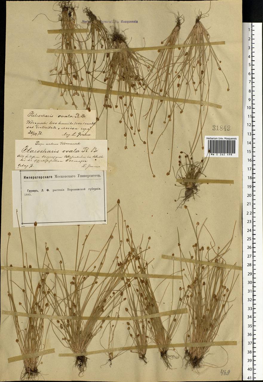 Eleocharis ovata (Roth) Roem. & Schult., Eastern Europe, Central forest-and-steppe region (E6) (Russia)