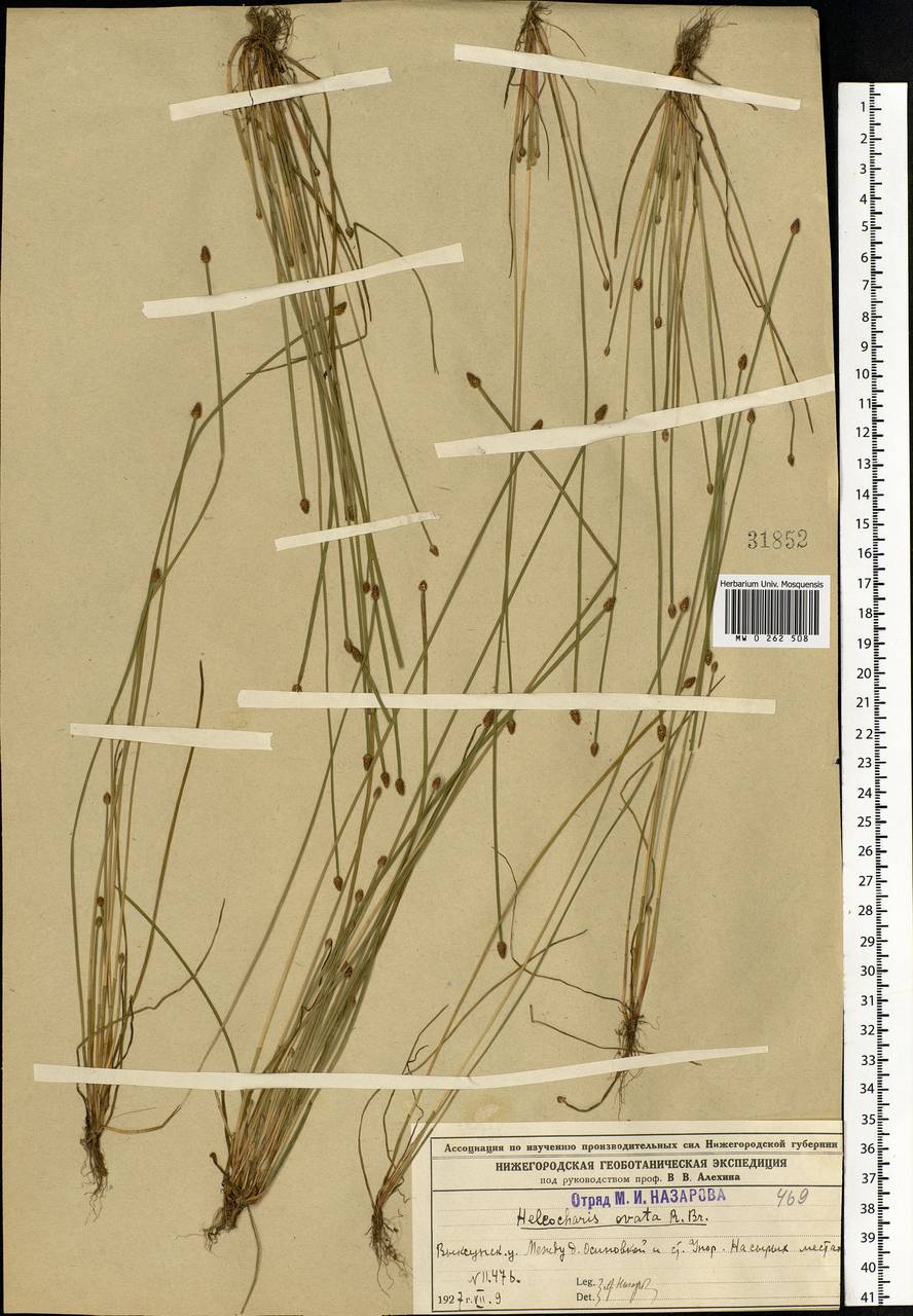 Eleocharis ovata (Roth) Roem. & Schult., Eastern Europe, Volga-Kama region (E7) (Russia)