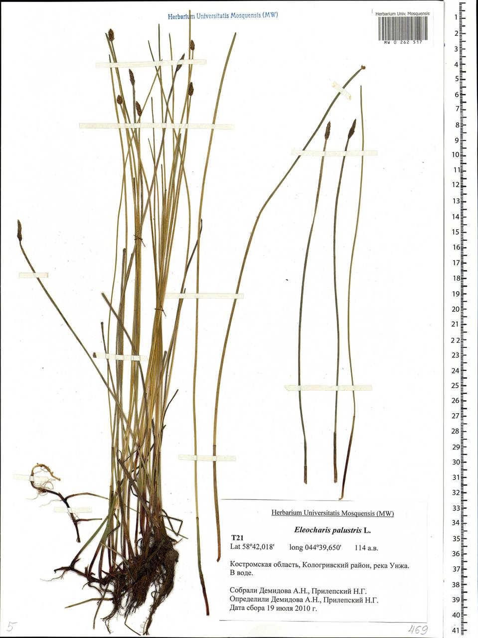 Eleocharis palustris (L.) Roem. & Schult., Eastern Europe, Central forest region (E5) (Russia)