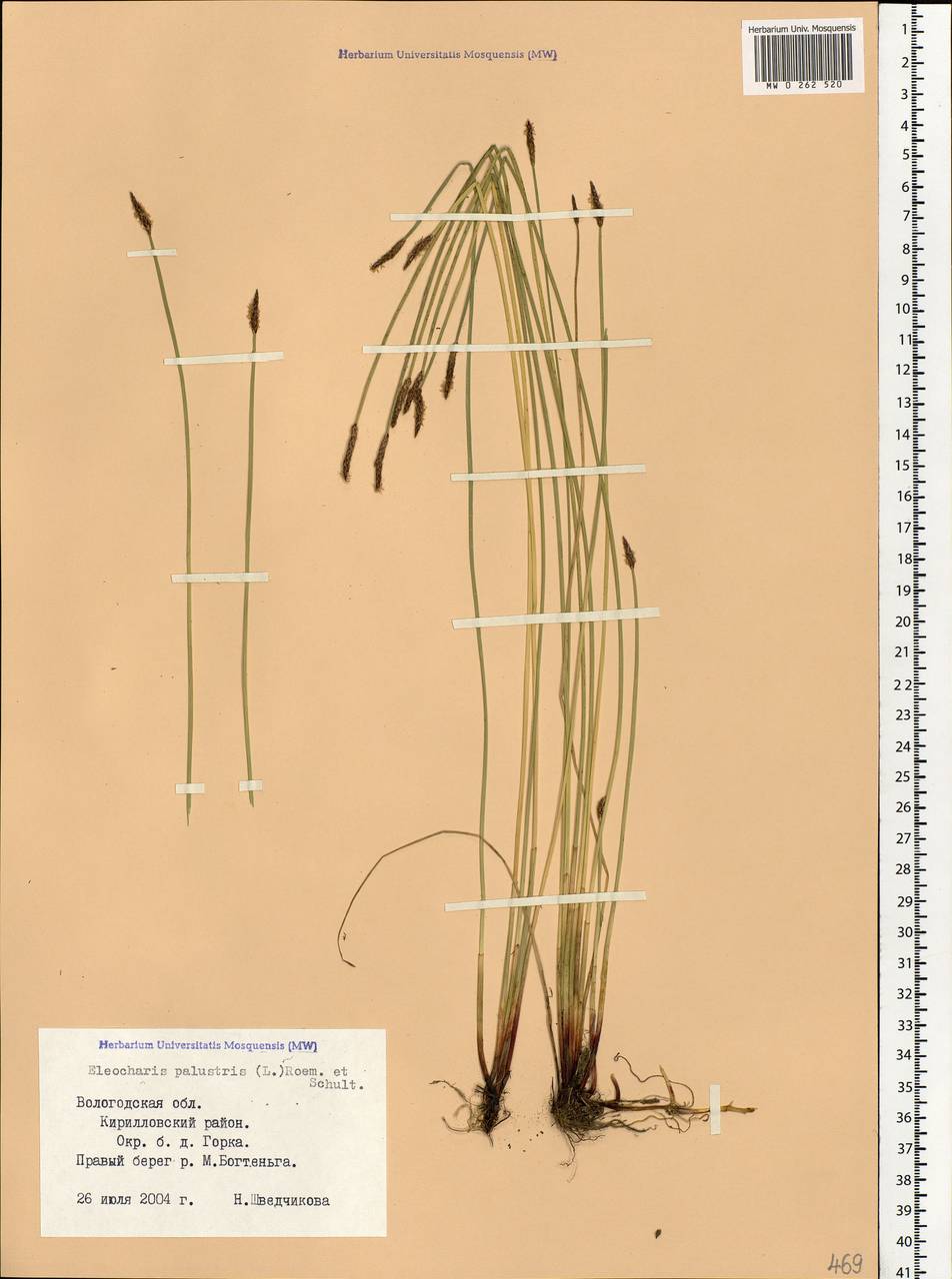 Eleocharis palustris (L.) Roem. & Schult., Eastern Europe, Northern region (E1) (Russia)