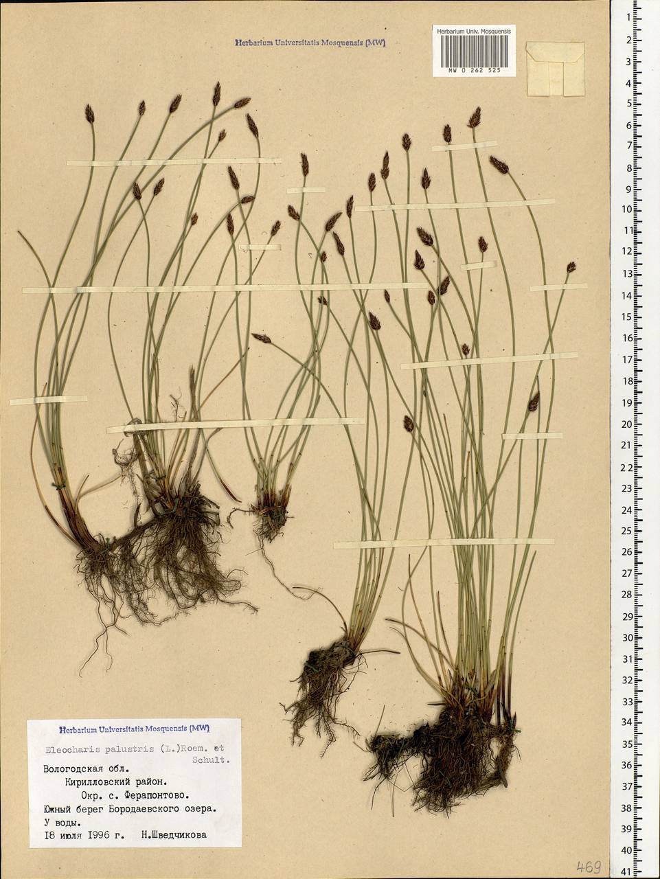 Eleocharis palustris (L.) Roem. & Schult., Eastern Europe, Northern region (E1) (Russia)