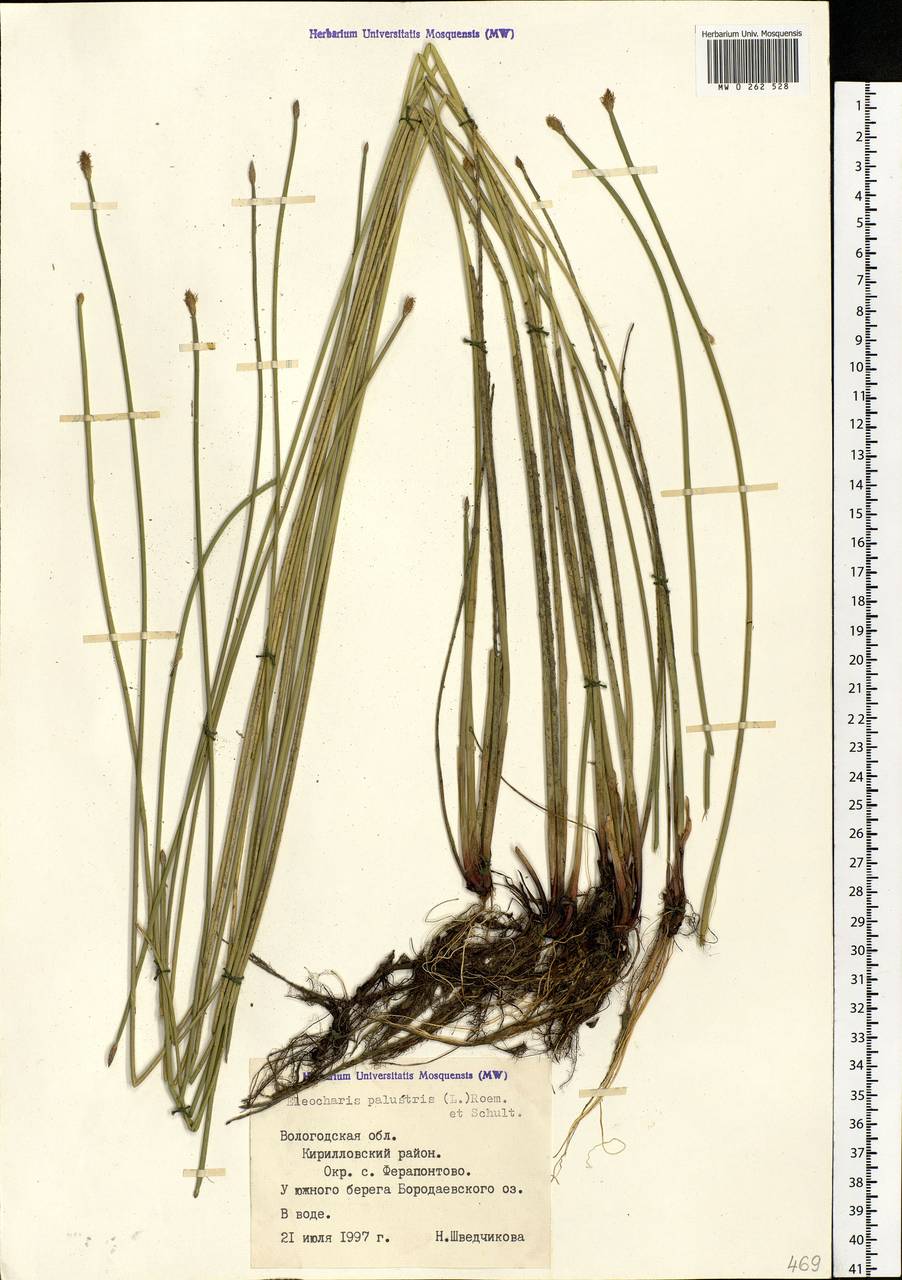 Eleocharis palustris (L.) Roem. & Schult., Eastern Europe, Northern region (E1) (Russia)