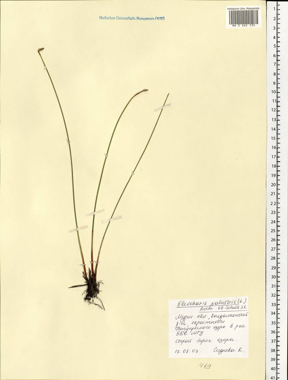 Eleocharis palustris (L.) Roem. & Schult., Eastern Europe, Northern region (E1) (Russia)